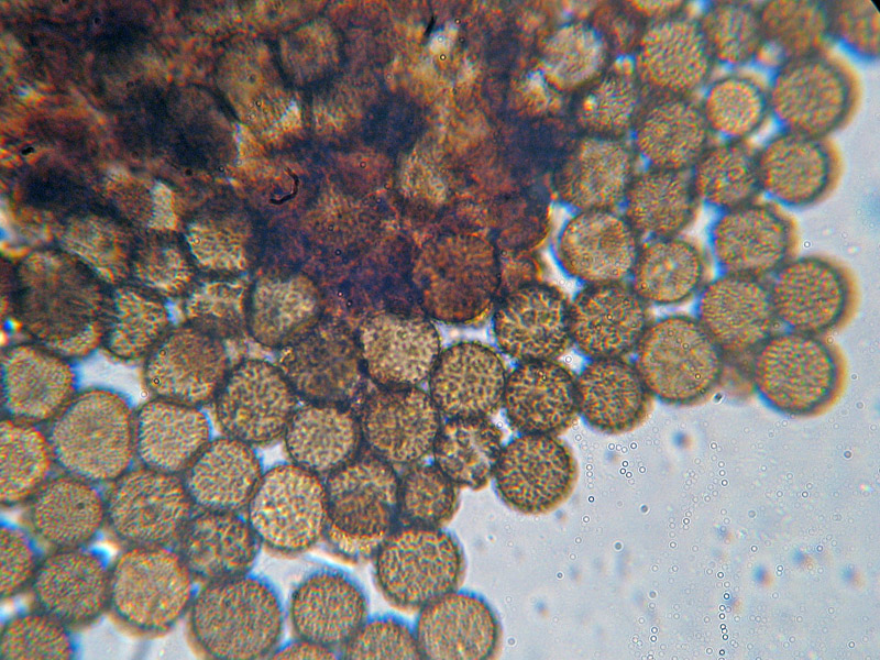 Echinostelium?